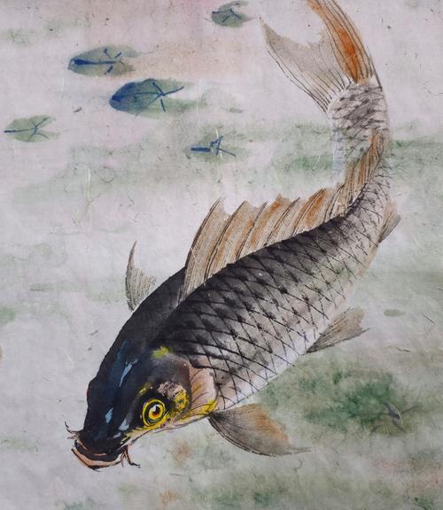 锦鲤养殖（探究锦鲤过水多久的最佳时间及其对鲤鱼生长的关键因素）