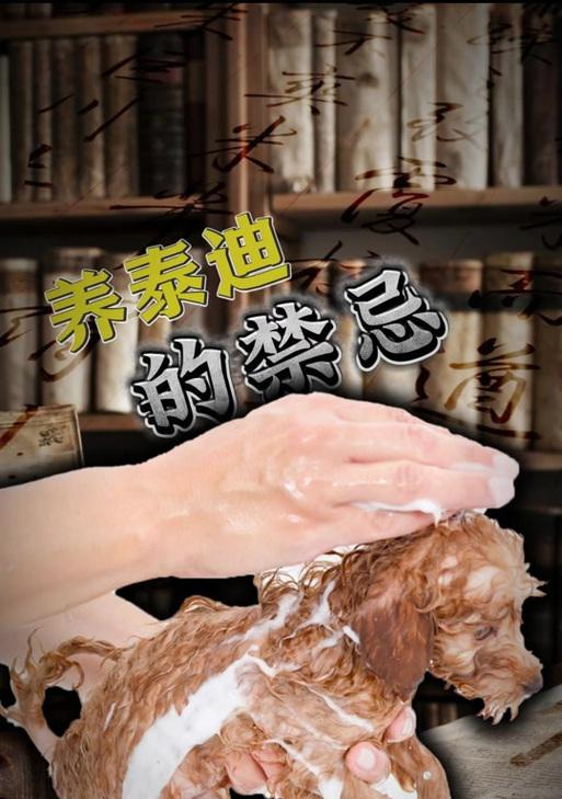 小泰迪的喂养频率及注意事项（了解小泰迪的饮食需求，做好喂养规划）
