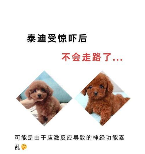 泰迪狗狗的成长之路（揭秘泰迪狗狗的睁眼与行走奇迹）