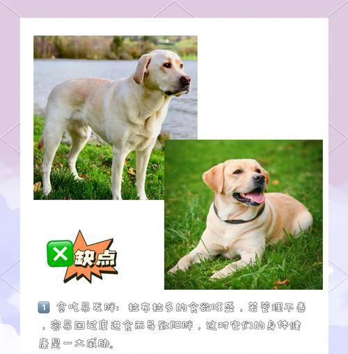 拉布拉多不同年龄段的喂养方式（关注宠物狗的饮食健康，从不同年龄段开始）