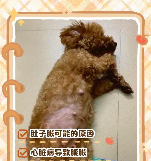 小狗肚子有虫的症状及处理方法（小狗虫感染，你需要知道的一切）