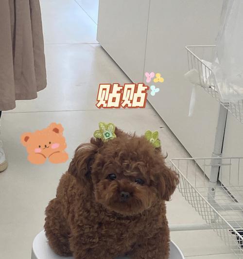 探秘短脚狗（揭秘短脚狗的起源与特征，带你了解这个迷人的品种）