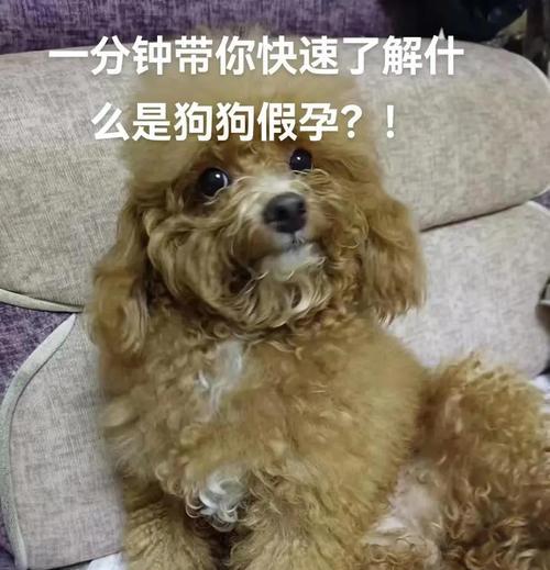 狗狗怀孕后的症状有哪些？（探索狗狗怀孕后的身体变化和行为表现，了解它们的需求和健康。）