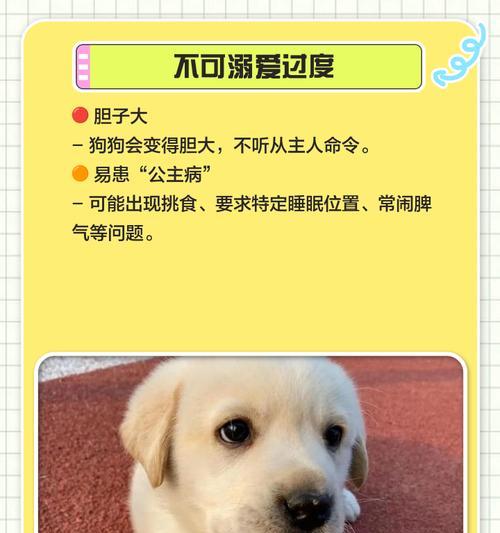 拉布拉多寿命有多长？（探讨拉布拉多犬的寿命及其关键因素）