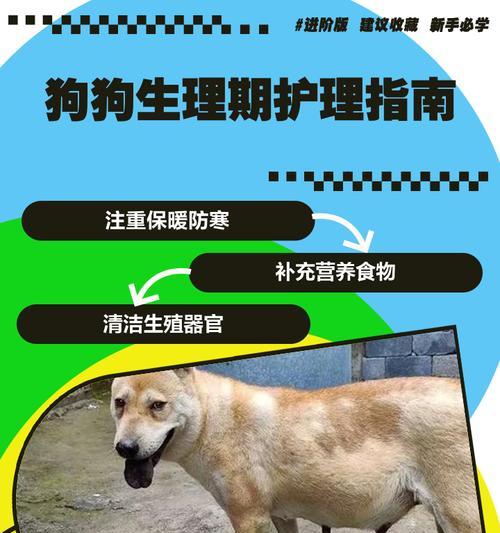 狗的生理期（了解狗的发情周期与怀孕机会）
