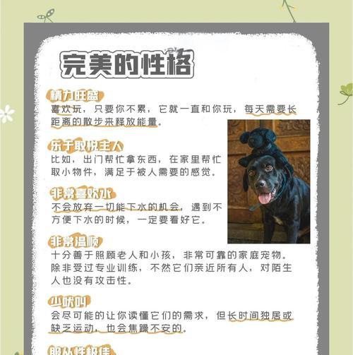 拉布拉多换毛时间及注意事项（了解拉布拉多狗狗换毛周期，合理处理换毛问题）