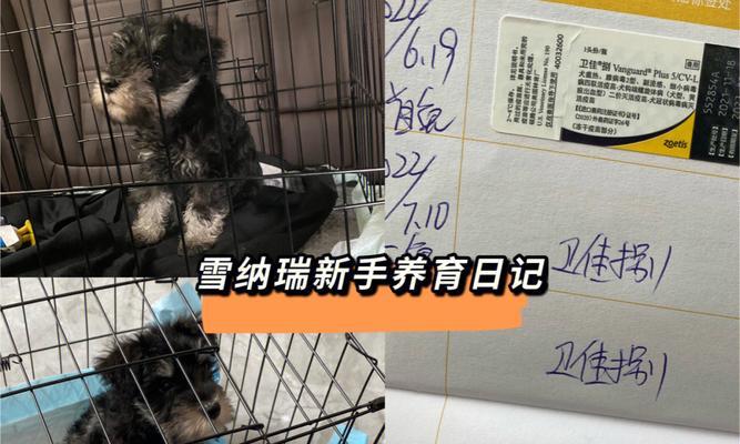 一岁多的雪纳瑞犬疫苗接种时间间隔（保护宠物健康，合理安排疫苗接种计划）