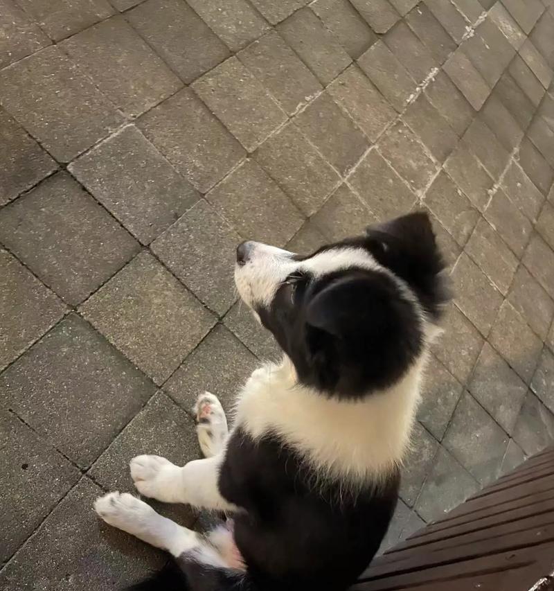 边境牧羊犬——新手也能养（了解适合新手养的边境牧羊犬及价格因地区而异）