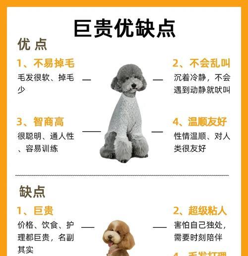 贵宾犬耳毛生长周期揭秘（探寻贵宾犬耳毛生长周期，帮助您更好地照顾宠物）