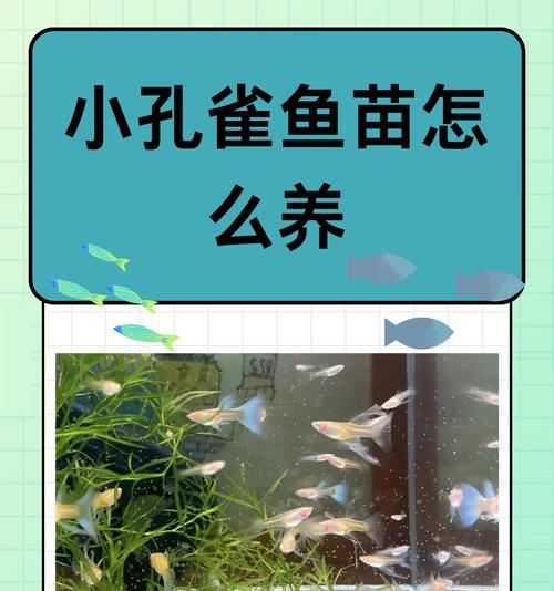 孔雀鱼的成鱼过程及时间（揭秘孔雀鱼从幼鱼到成鱼的全过程）