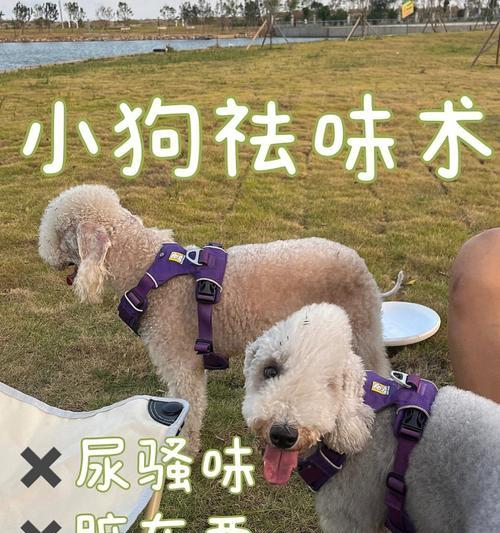 小狗手术后排尿周期及注意事项（小狗手术后多久开始排尿？怎样照顾小狗的排尿需求？）