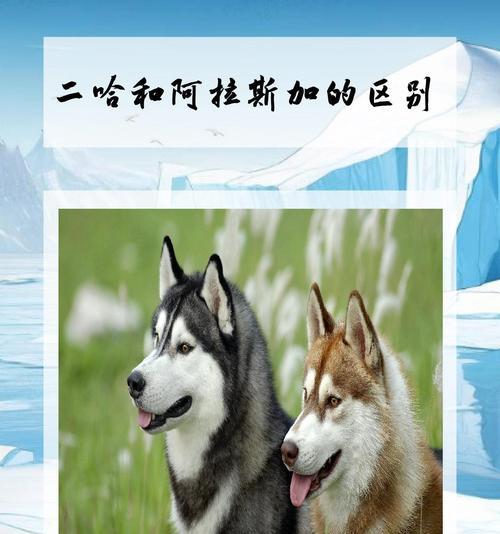 狗狗年龄与人类年龄的换算及如何更好地照顾狗狗（了解狗狗年龄等同于人类年龄的方法和技巧）