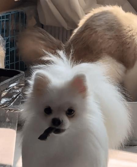 狗狗为什么对猫粪便如此有吸引力？（猫砂）