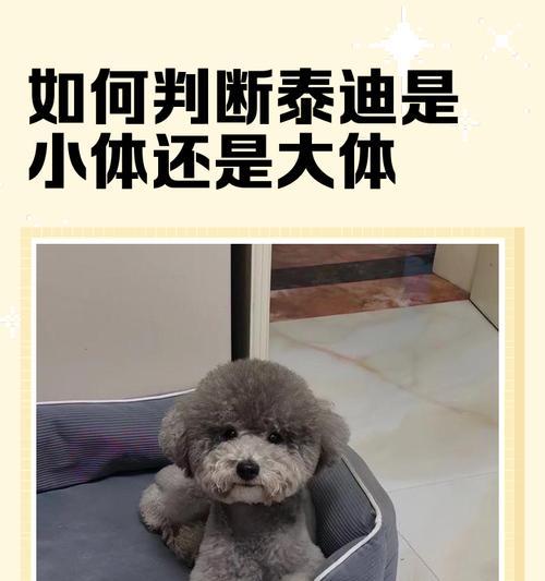 泰迪成年后的标准体重及毛发褪色处理方法（了解泰迪成年后的理想体重，掌握毛发褪色处理技巧）