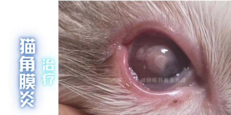 探究猫咪角膜炎康复时长的关键因素（了解猫咪角膜炎的康复时间及相关治疗方法）
