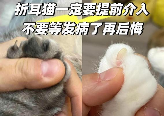 折耳猫患病时间是多久？（了解折耳猫的健康问题与预防措施）