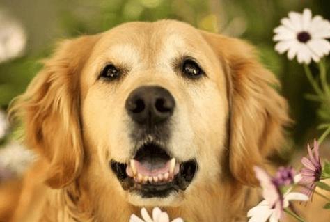 金毛犬补钙周期及方法解析（了解金毛犬补钙的最佳时机和正确方法）