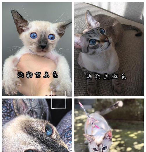 猫咪喜欢的颜色是什么？（有哪些颜色可能成为猫咪最喜欢的？）