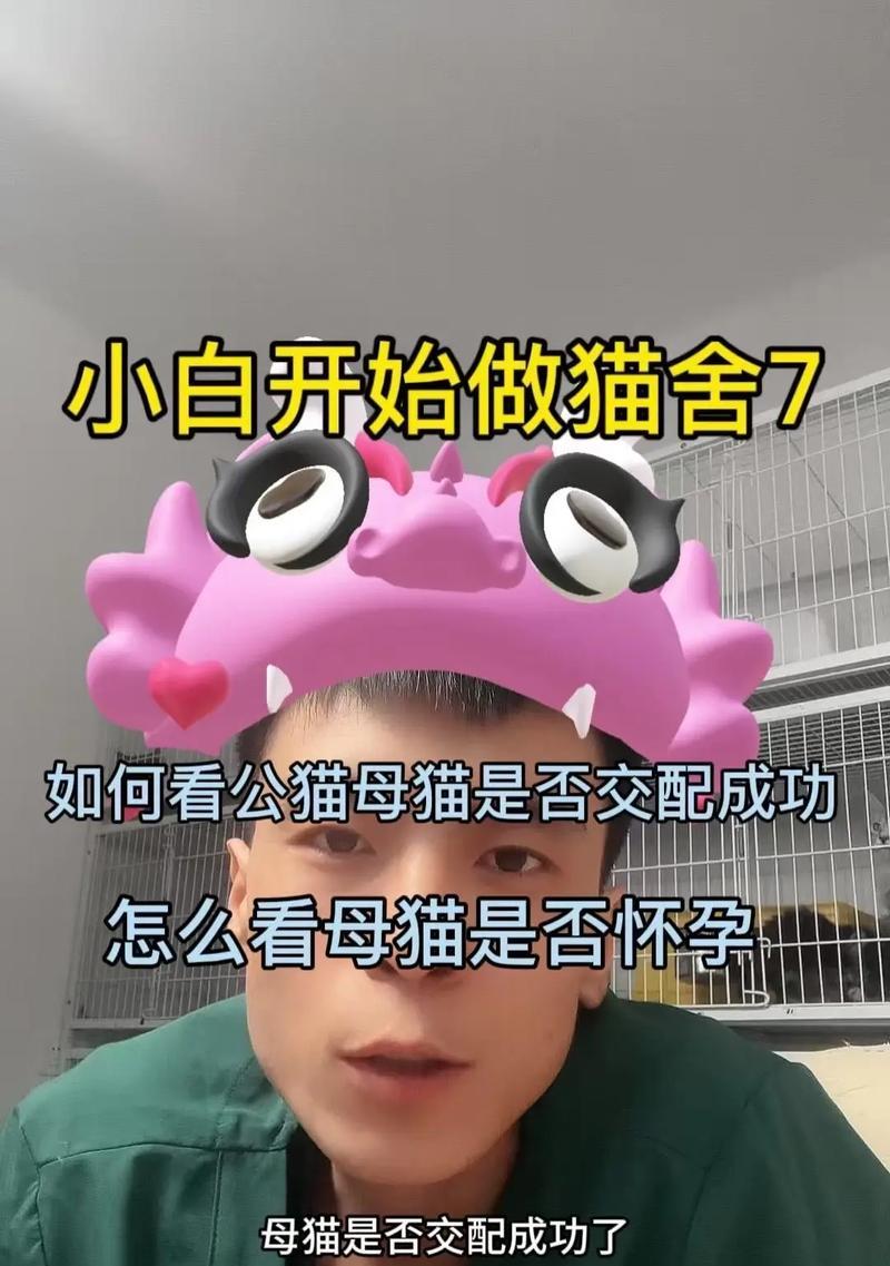 猫咪怀孕需要多长时间？（了解猫咪怀孕周期的重要性）