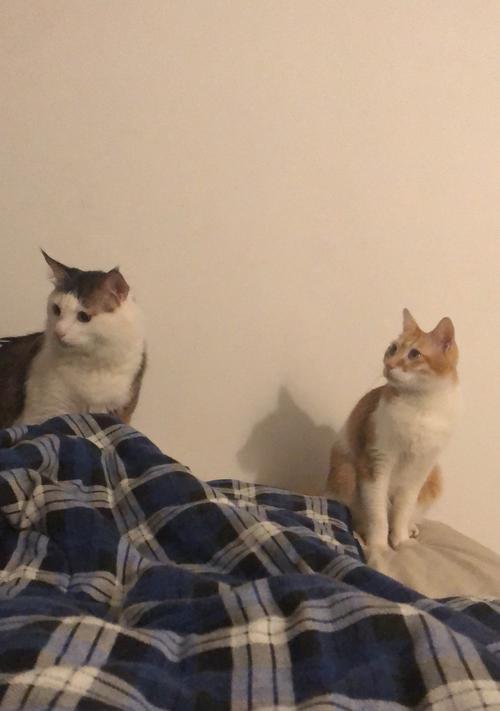 小猫入家后多久能与人亲近（探寻小猫适应新环境的时间及方法）