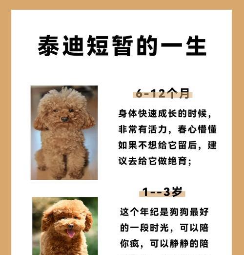 泰迪犬的驱虫频率和方法（保护爱宠健康，合理驱虫尤为重要）
