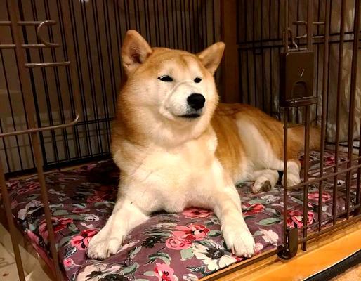 以柴犬好养吗？（柴犬性格深度剖析）