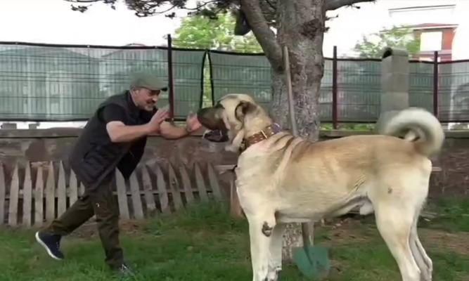 牧羊犬的寿命能有多长？（探索牧羊犬寿命的因素和关键）
