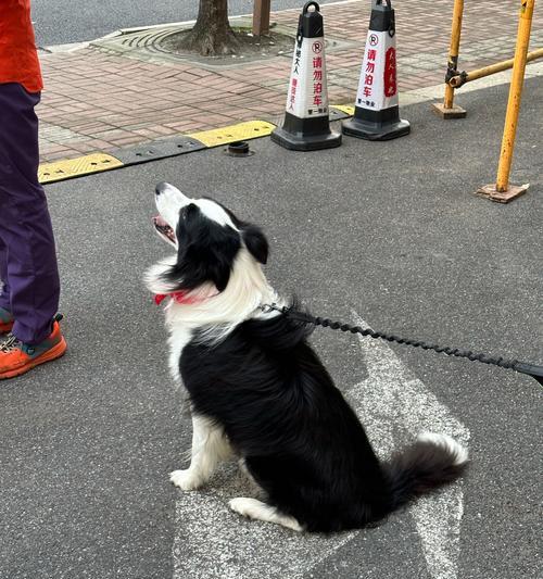 狗狗的毛发生长周期解密（探秘狗狗毛发生长周期，揭开它们迷人的秘密）