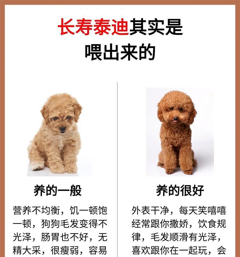 泰迪怀孕测出时间及处理方法（了解泰迪怀孕的时间和解决方案，给你的宠物提供更好的照顾）