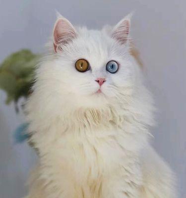 波斯猫与金吉拉猫（探究它们的区别和个人偏好）