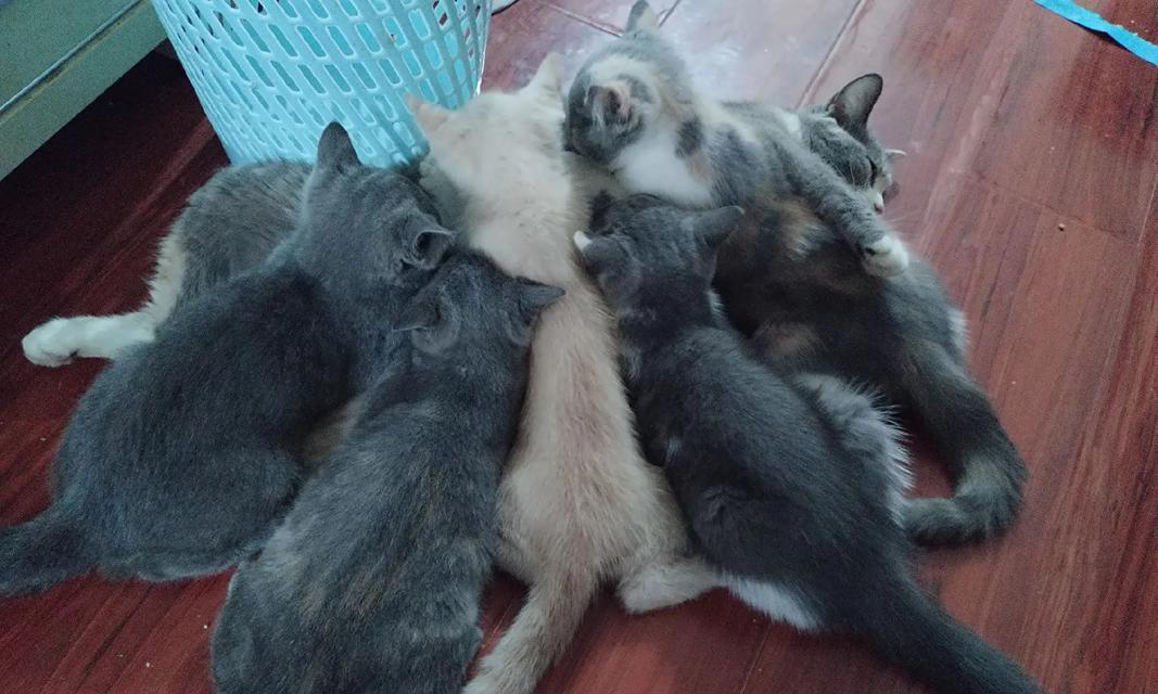 小猫拉稀多久可以喂奶？（正确护理是关键，喂养时间要根据情况确定）