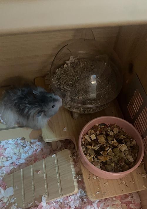 发育宝的饮食周期究竟有多久？（探索发育宝每个阶段所需食物的时间间隔）