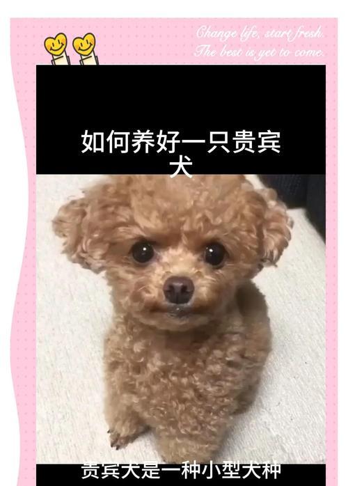 挑选最健康的泰迪犬，教你如何选择最佳宠物伴侣（6个地方，1只完美的泰迪，健康成长的秘诀！）