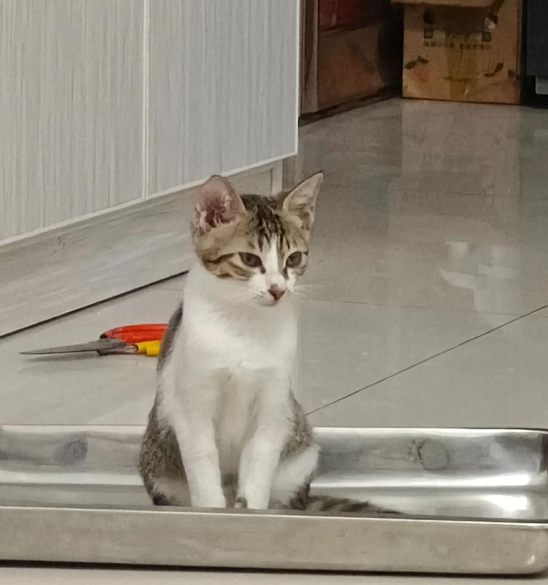 猫咪死后多久神经会死？（探索猫咪死亡后神经存活时间的关键因素）