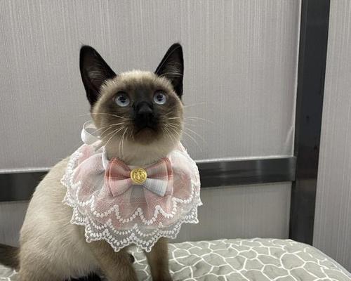 养暹罗猫，真香不已！（独一无二的宠物经历，暹罗猫带给你的惊喜与快乐）