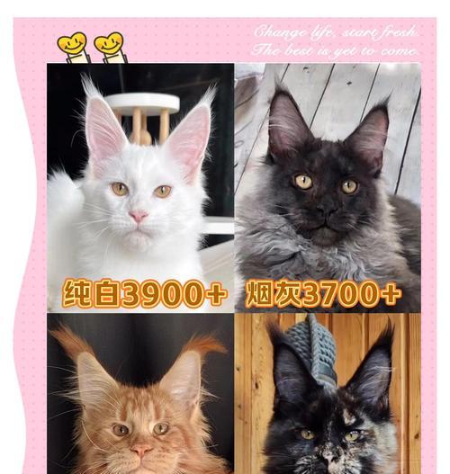 了解缅因猫的价格和性格特点（选购缅因猫需知，性格特点全面解析）