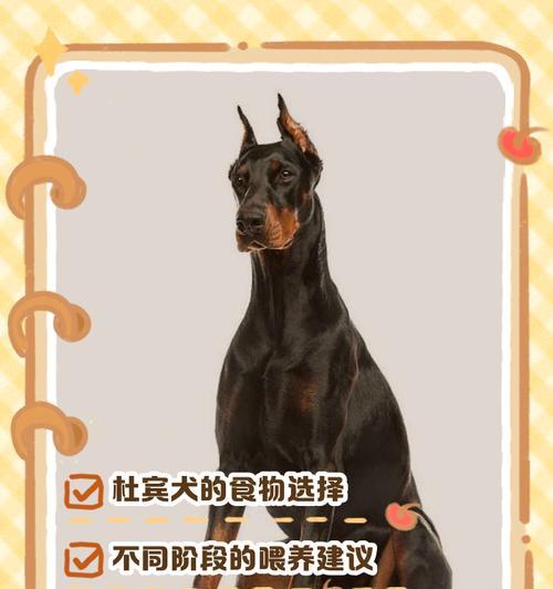 适合不同身体情况的两个月博美狗狗的合适喂养方法（根据身体情况喂养不同的两个月博美狗狗）