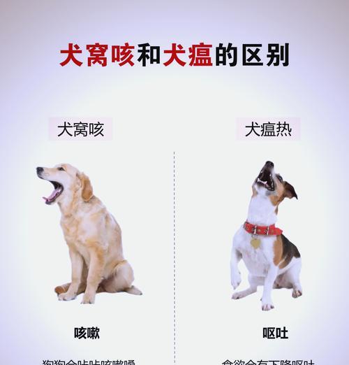 狗狗咳嗽（帮助你的宠物恢复健康，）