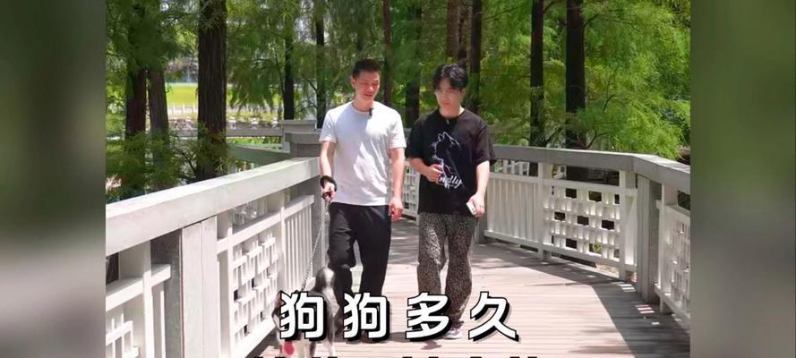 宠物狗的疫苗接种频率与管理（为了宠物狗的健康，这些关键信息你一定要知道！）