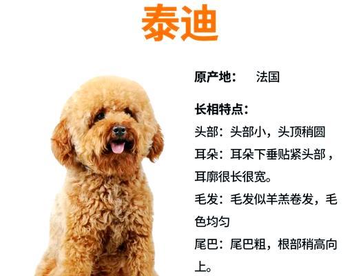 泰迪成年后的标准体重及如何控制（掌握泰迪成年后的体重管理，让宠物更健康）