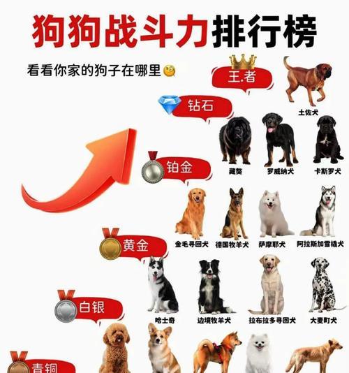2021年狗狗价格盘点