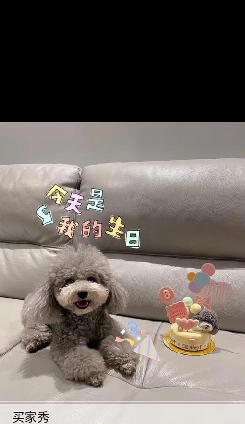 泰迪狗的成年期（探索泰迪狗成年的标准及相关因素）