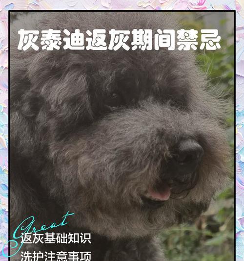 灰泰迪返灰需要多久？（以灰泰迪返灰的时间长短和关键因素）