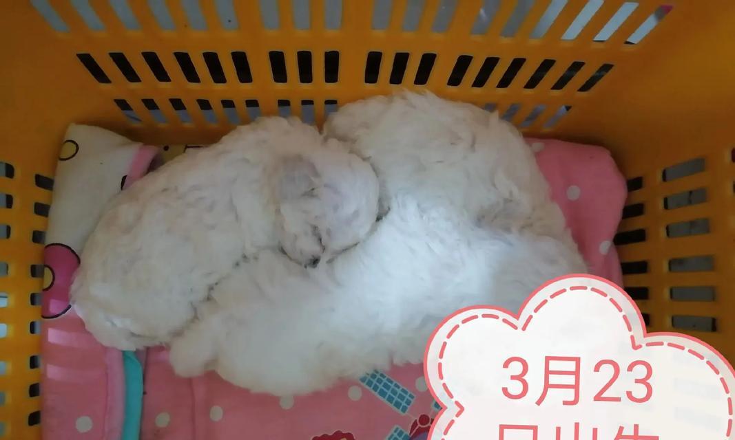 比熊怀孕多久能看出来？（了解比熊妊娠周期及相关迹象）