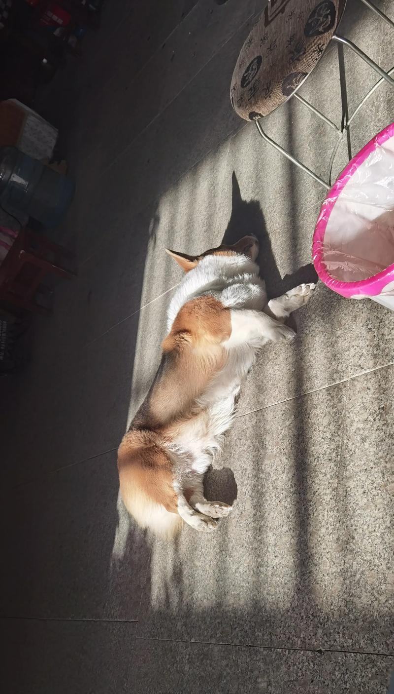 狗狗的睡眠需求及对健康的影响（狗狗的睡眠时长与品种、年龄、环境有关）