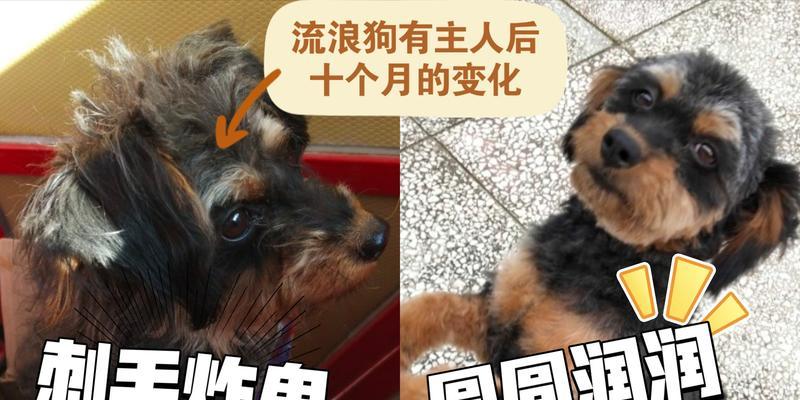十个月大的狗多久排便？（探寻十个月大狗狗排便的规律与建议）