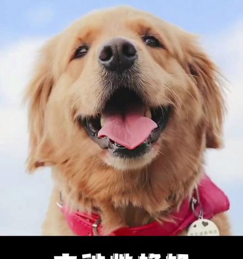 大型犬品种一览（了解哪些犬属于大型犬，选择适合你的伙伴）