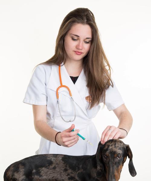 成年狗狗打针的重要性（保护犬只健康的关键措施）