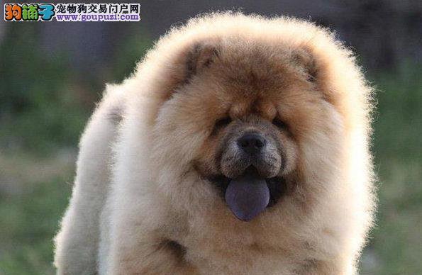 揭秘松狮犬（探索松狮犬的成长极限和如何正确选择你的宠物伙伴）