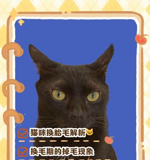 松狮胎毛换掉需要多长时间？（了解松狮胎毛脱落周期及注意事项）